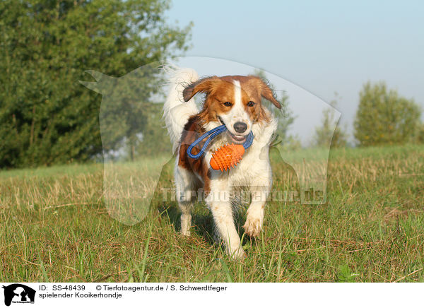 spielender Kooikerhondje / playing Kooikerhondje / SS-48439