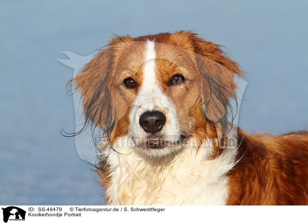 Kooikerhondje Portrait / Kooikerhondje Portrait / SS-48479