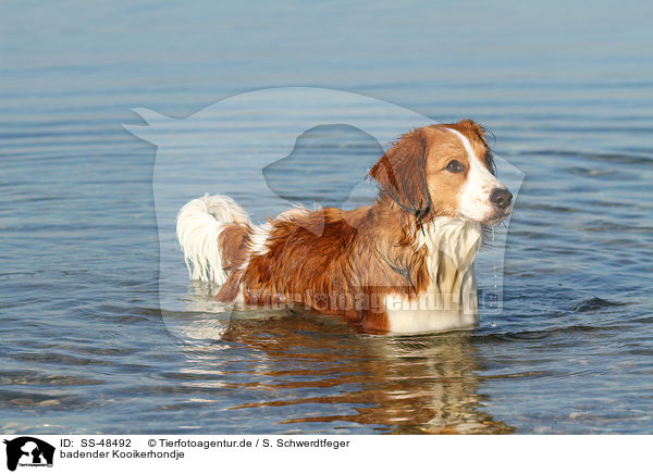 badender Kooikerhondje / bathing Kooikerhondje / SS-48492