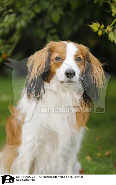 Kooikerhondje / RR-90321