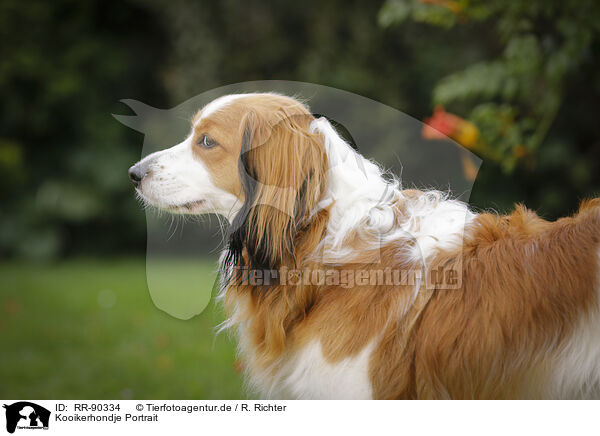 Kooikerhondje Portrait / RR-90334