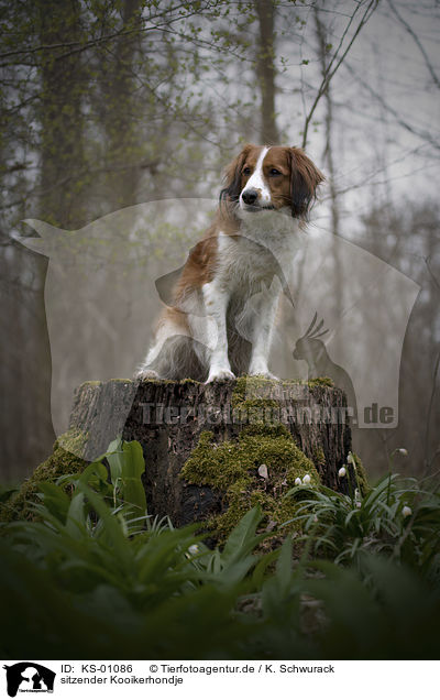 sitzender Kooikerhondje / sitting Kooikerhondje / KS-01086