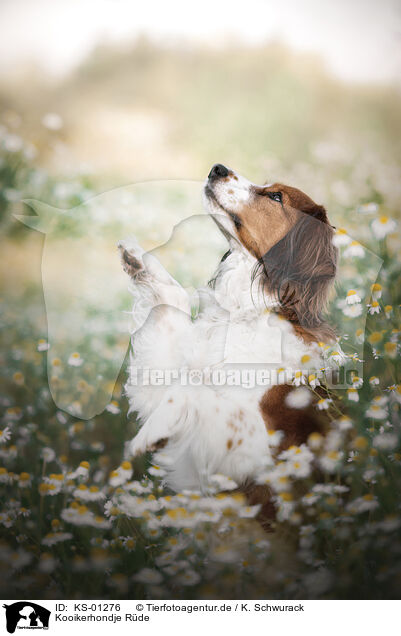 Kooikerhondje Rde / KS-01276