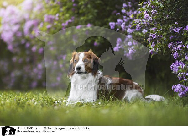 Kooikerhondje im Sommer / Kooikerhondje in summer / JEB-01825