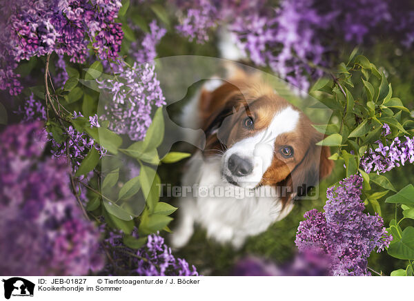 Kooikerhondje im Sommer / Kooikerhondje in summer / JEB-01827
