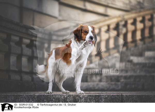 Kooikerhondje Rde / male Kooikerhondje / SGR-01332