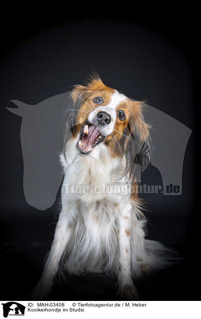 Kooikerhondje im Studio / MAH-03408