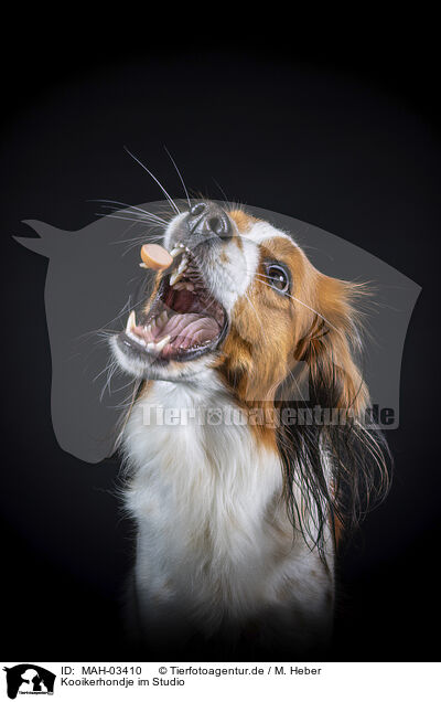 Kooikerhondje im Studio / MAH-03410