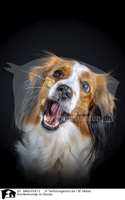 Kooikerhondje im Studio / Kooikerhondje in studio / MAH-03413