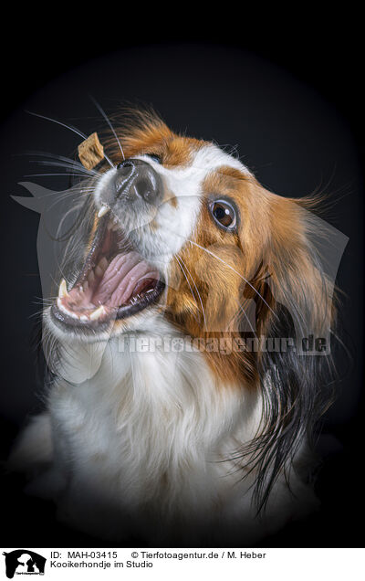 Kooikerhondje im Studio / MAH-03415