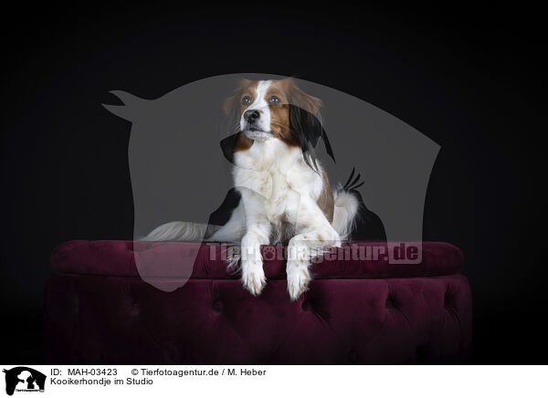 Kooikerhondje im Studio / Kooikerhondje in studio / MAH-03423