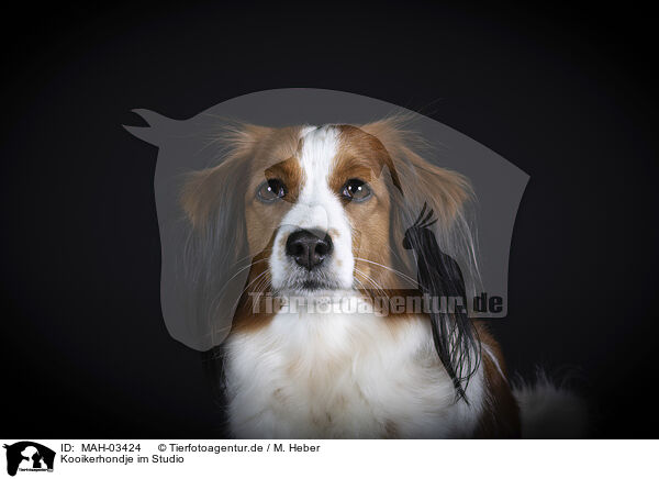 Kooikerhondje im Studio / Kooikerhondje in studio / MAH-03424
