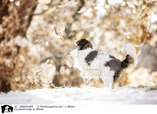 Kooikerhondje im Winter / JAM-03486