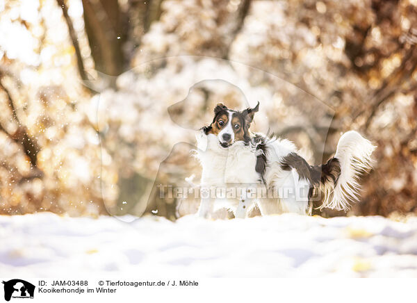 Kooikerhondje im Winter / JAM-03488