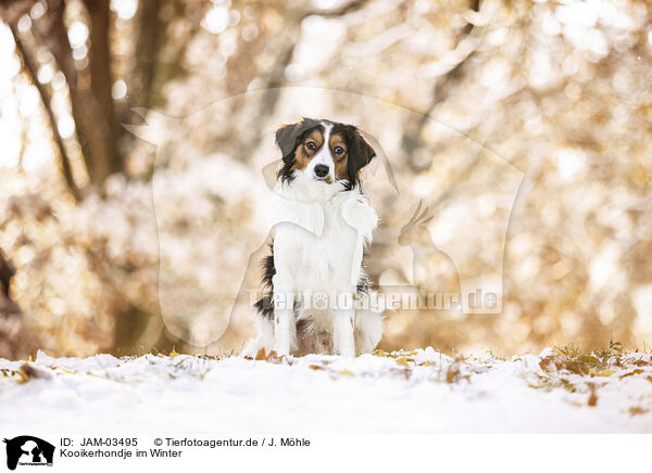 Kooikerhondje im Winter / JAM-03495