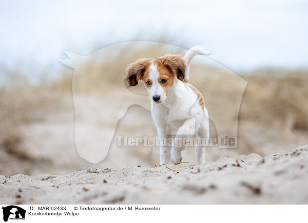 Kooikerhondje Welpe / Kooikerhondje Puppy / MAB-02433