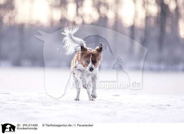 Kooikerhondje / Kooikerhondje / IFE-01499