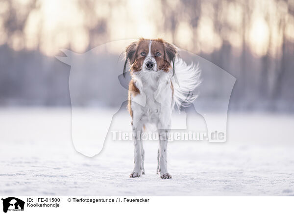 Kooikerhondje / Kooikerhondje / IFE-01500