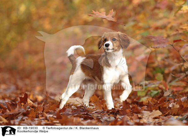 Kooikerhondje Welpe / Kooikerhondje Puppy / KB-19030