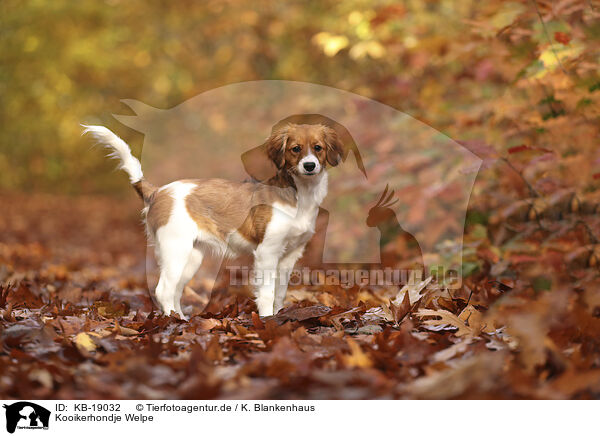 Kooikerhondje Welpe / Kooikerhondje Puppy / KB-19032
