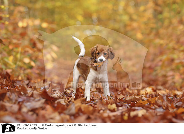 Kooikerhondje Welpe / Kooikerhondje Puppy / KB-19033