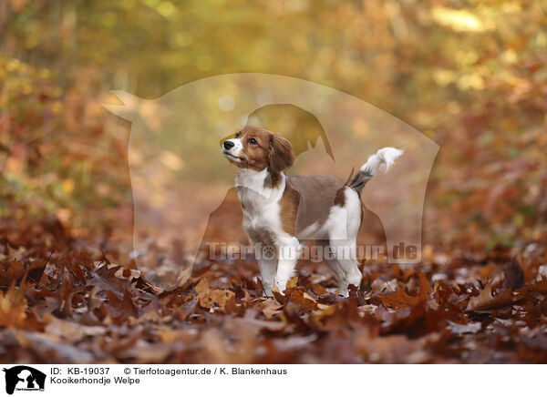 Kooikerhondje Welpe / Kooikerhondje Puppy / KB-19037