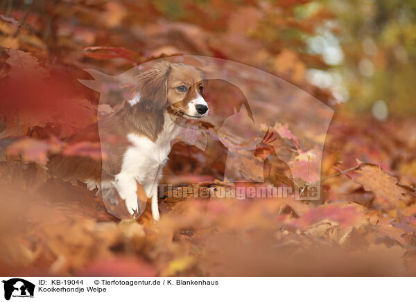 Kooikerhondje Welpe / KB-19044
