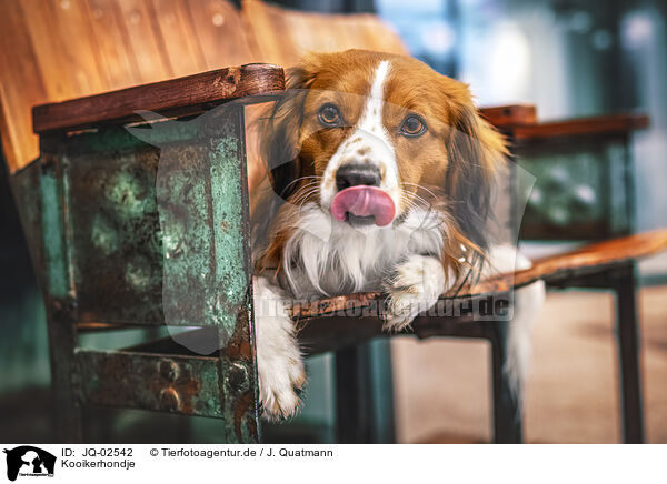 Kooikerhondje / Kooikerhondje / JQ-02542