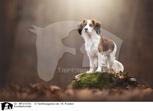 Kooikerhondje / Kooikerhondje / RP-01079
