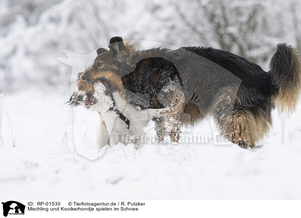 Mischling und Kooikerhondje spielen im Schnee / Mixed breed and Kooikerhondje playing in the snow / RP-01530