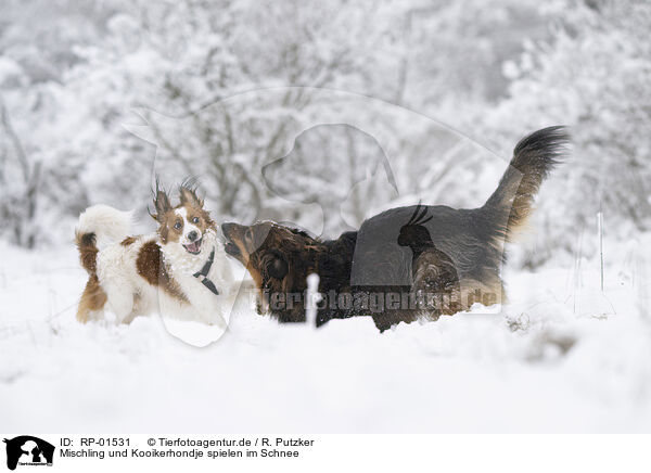 Mischling und Kooikerhondje spielen im Schnee / RP-01531