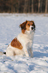 Kooikerhondje