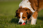 Kooikerhondje