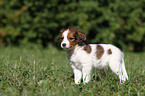 Kooikerhondje Welpe