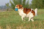 spielender Kooikerhondje