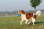 spielender Kooikerhondje