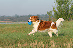 spielender Kooikerhondje