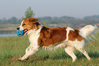 spielender Kooikerhondje