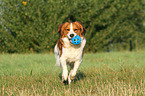 spielender Kooikerhondje