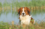 liegender Kooikerhondje