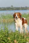 stehender Kooikerhondje