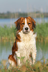 sitzender Kooikerhondje