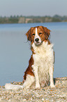 sitzender Kooikerhondje