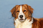Kooikerhondje Portrait
