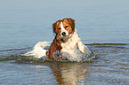 rennender Kooikerhondje