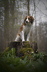 sitzender Kooikerhondje