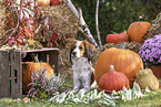 Kooikerhondje im Herbst