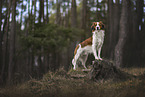 Kooikerhondje