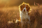 Kooikerhondje im Sommer