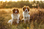 Kooikerhondjes im Sommer